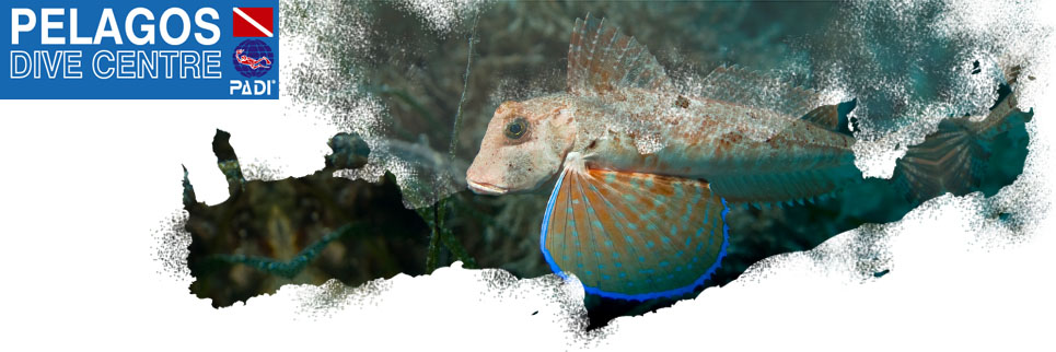 Pelagos Dive Centre - Dive Crete